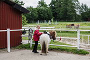 Reiterhof Kolb Sophienhamm - Reitunterricht, Ausreiten