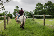 Reiten, Ausritt, Reitunterricht - Reiterhof Kolb in Schleswig-Holstein