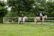 Reiten, Ausritt, Reitunterricht - Reiterhof Kolb in Schleswig-Holstein