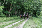 Reiten, Ausritt, Reitunterricht - Reiterhof Kolb in Schleswig-Holstein