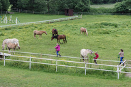 springplatz-und-hauskoppel.jpg