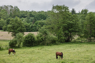 pferdekoppel-schraeg-vor-dem-teich.jpg