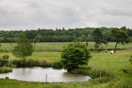 grosse-pferdekoppel-am-teich.jpg