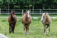 drei-gute-freunde-nico-clyde-und-bonny.jpg