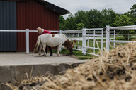 shetty-aehnchen-wird-von-julia-verwoehnt.jpg